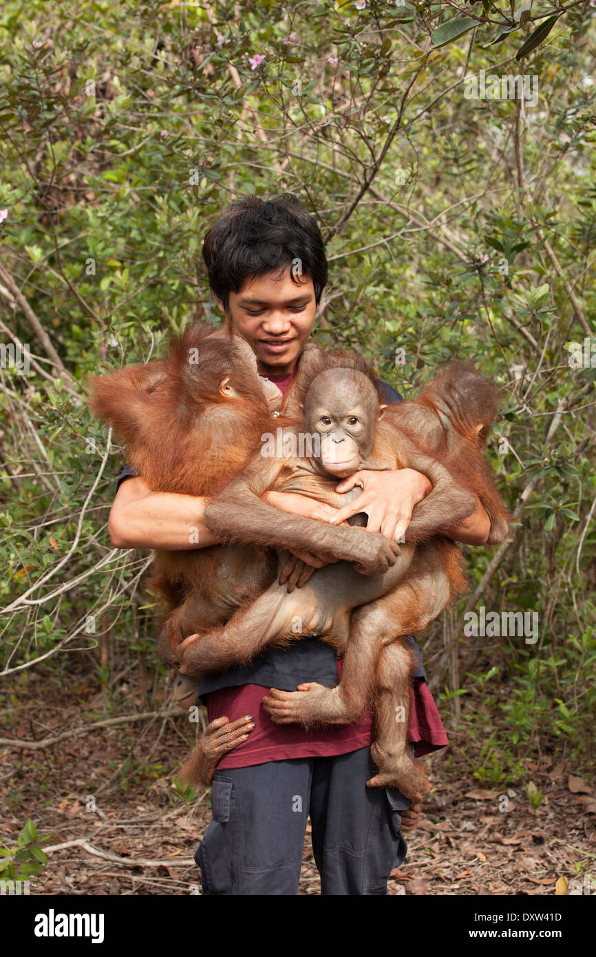 Cuidador llevando varios orangutanes huérfanos de dos años en la selva tropical para jugar y experimentar para prepararse para su liberación en el medio silvestre Foto de stock