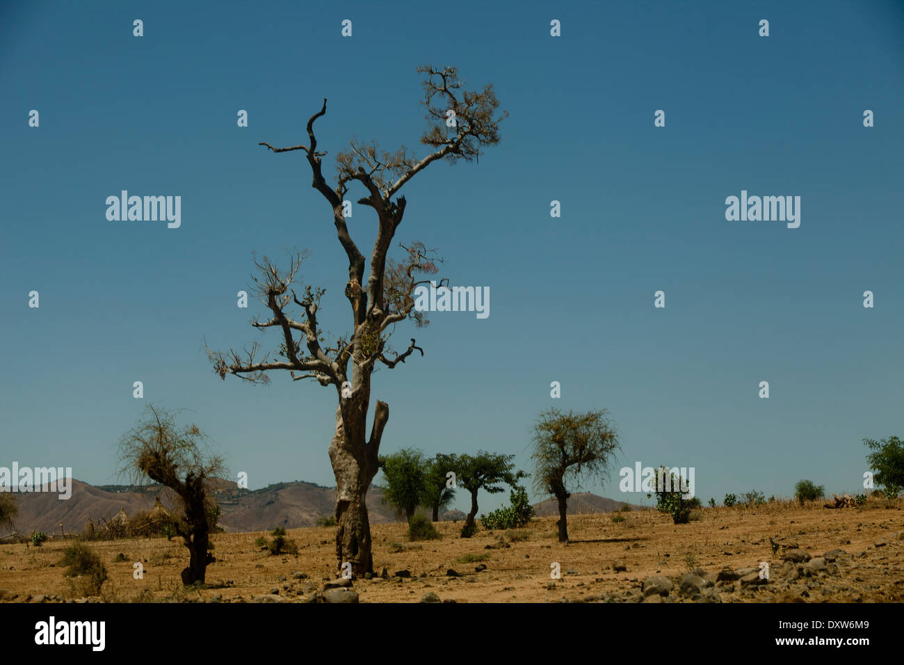 Vistas a la campiña etíope polvorientos árboles grandes Foto de stock