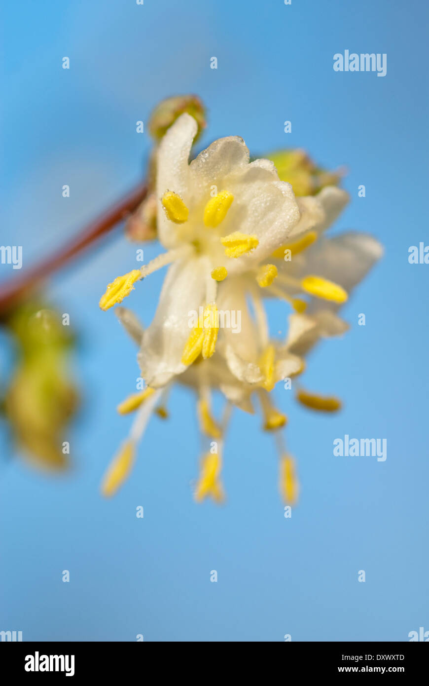 Lonicera purpusii x 'belleza' de invierno, Invierno de Madreselva. Arbusto, Enero, en invierno. Solo perfumada flor blanca. Foto de stock