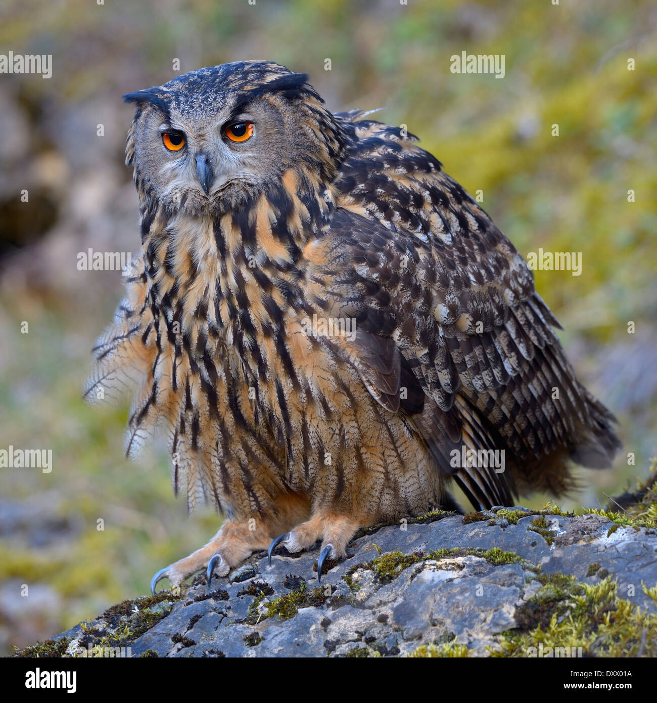 Eagle-Owl euroasiático (Bubo bubo), hembra ruffling sus plumas aparecen más grandes, actitud amenazadora Foto de stock