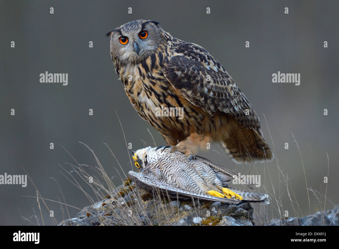 Eagle-Owl euroasiático (Bubo bubo), hembra en su lugar alimentando con una captura de halcón peregrino (Falco peregrinus) en sus garras Foto de stock