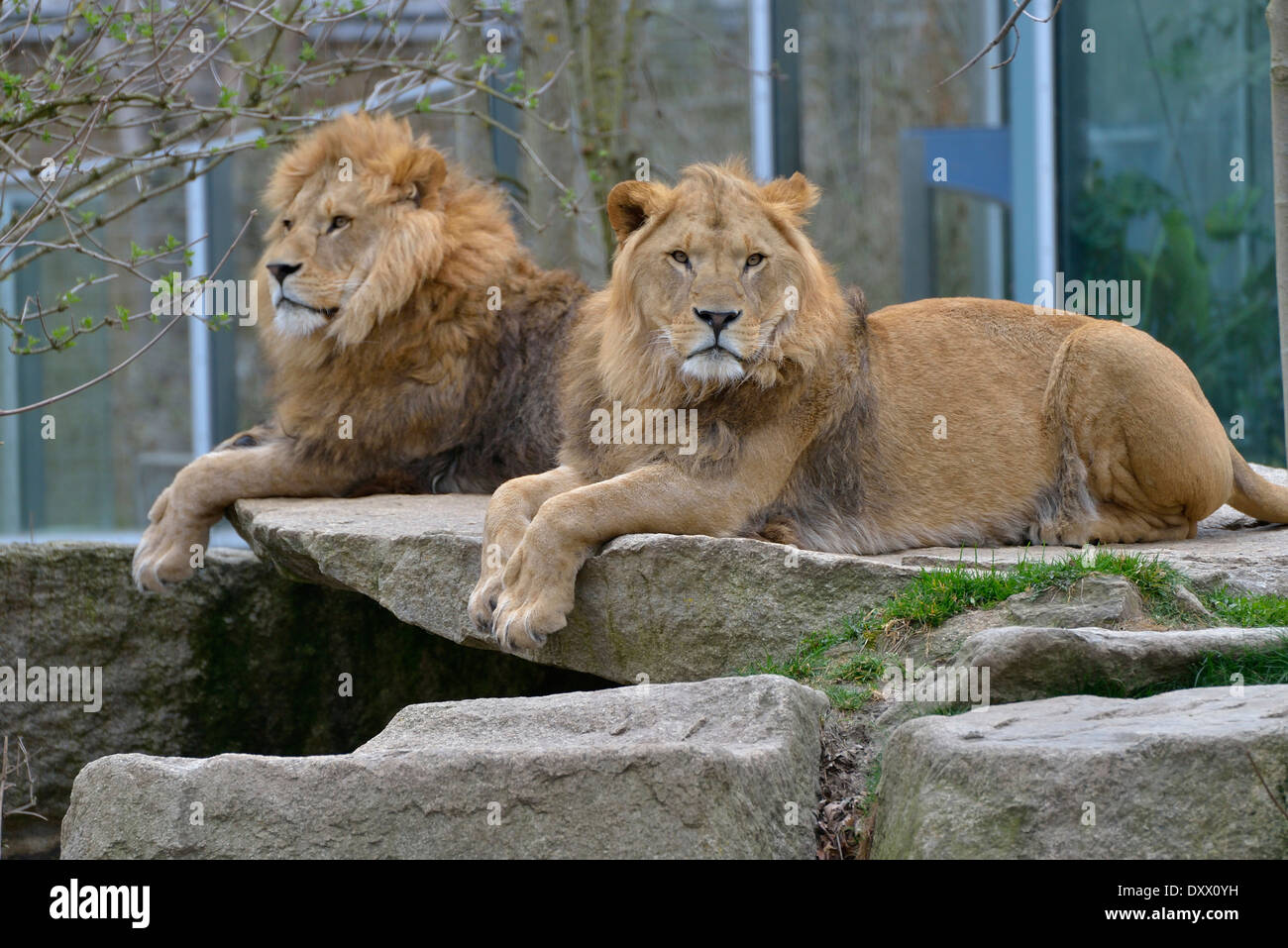 Dos leones (Panthera leo), el sexo masculino, cautiva, zoológico Hellabrunn, en Munich, Baviera, Alemania Foto de stock