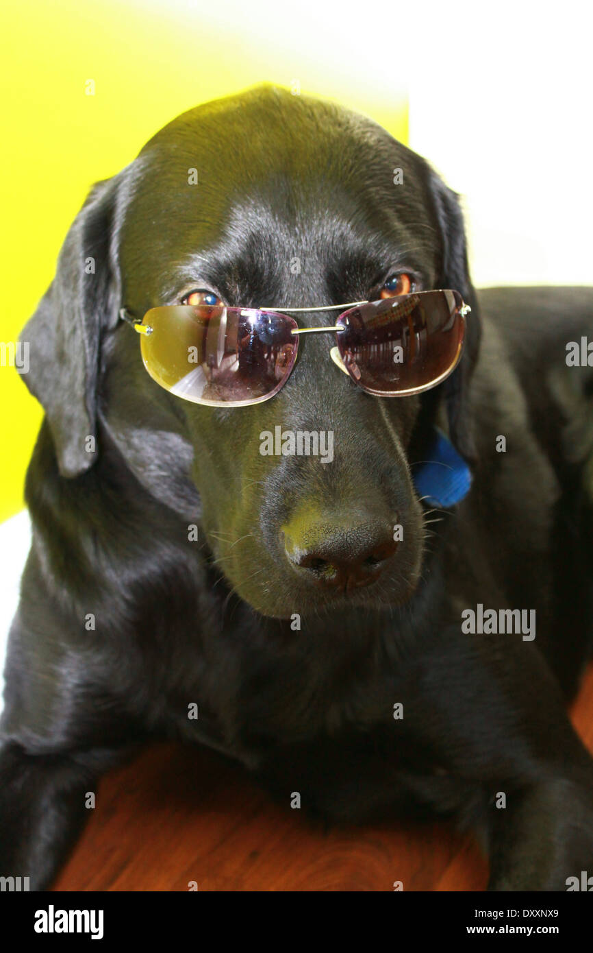 perro negro con lentes de sol y gorra en, Gallery