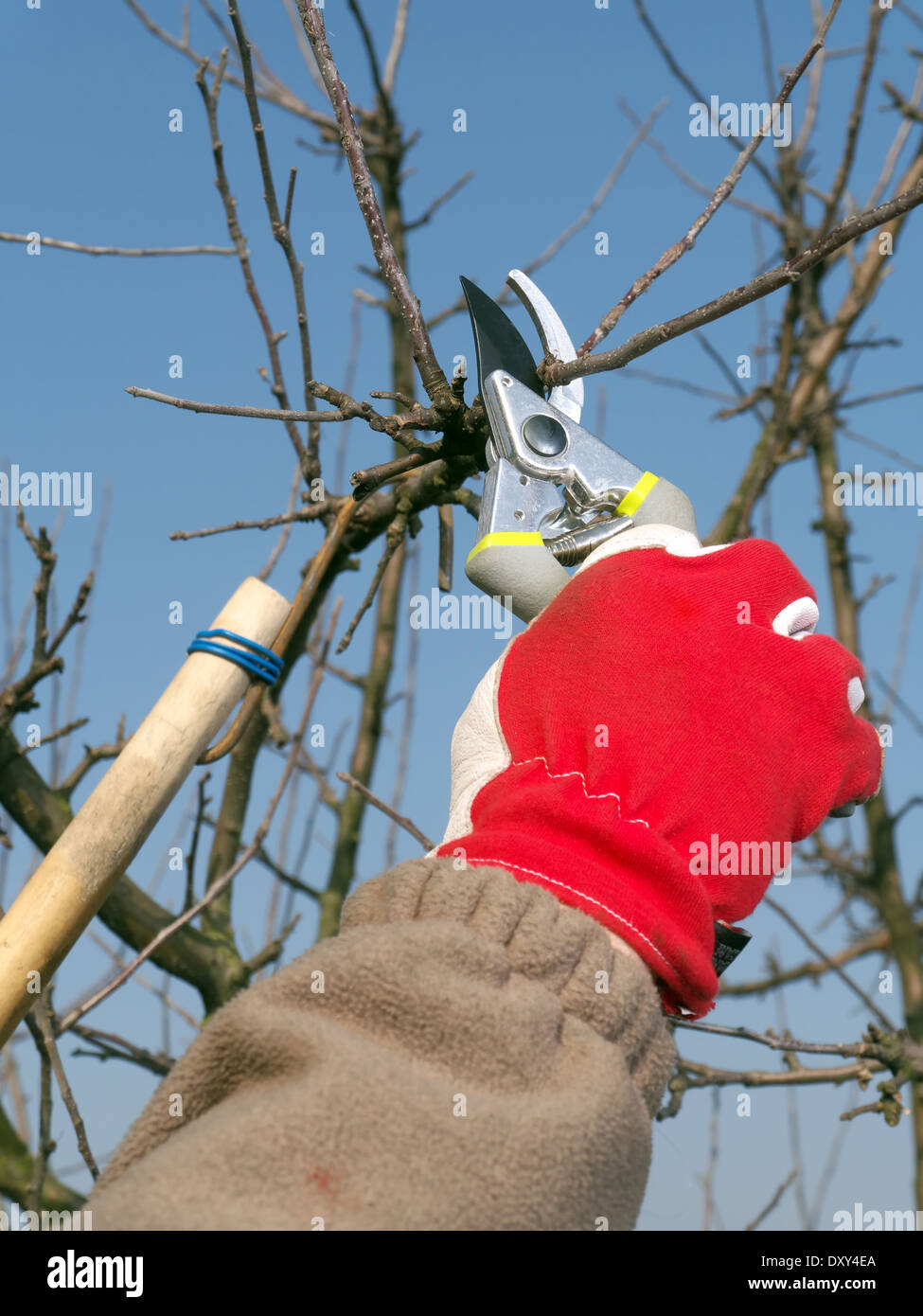 Jardinero poda de ramas de árboles de manzana con pruners Foto de stock