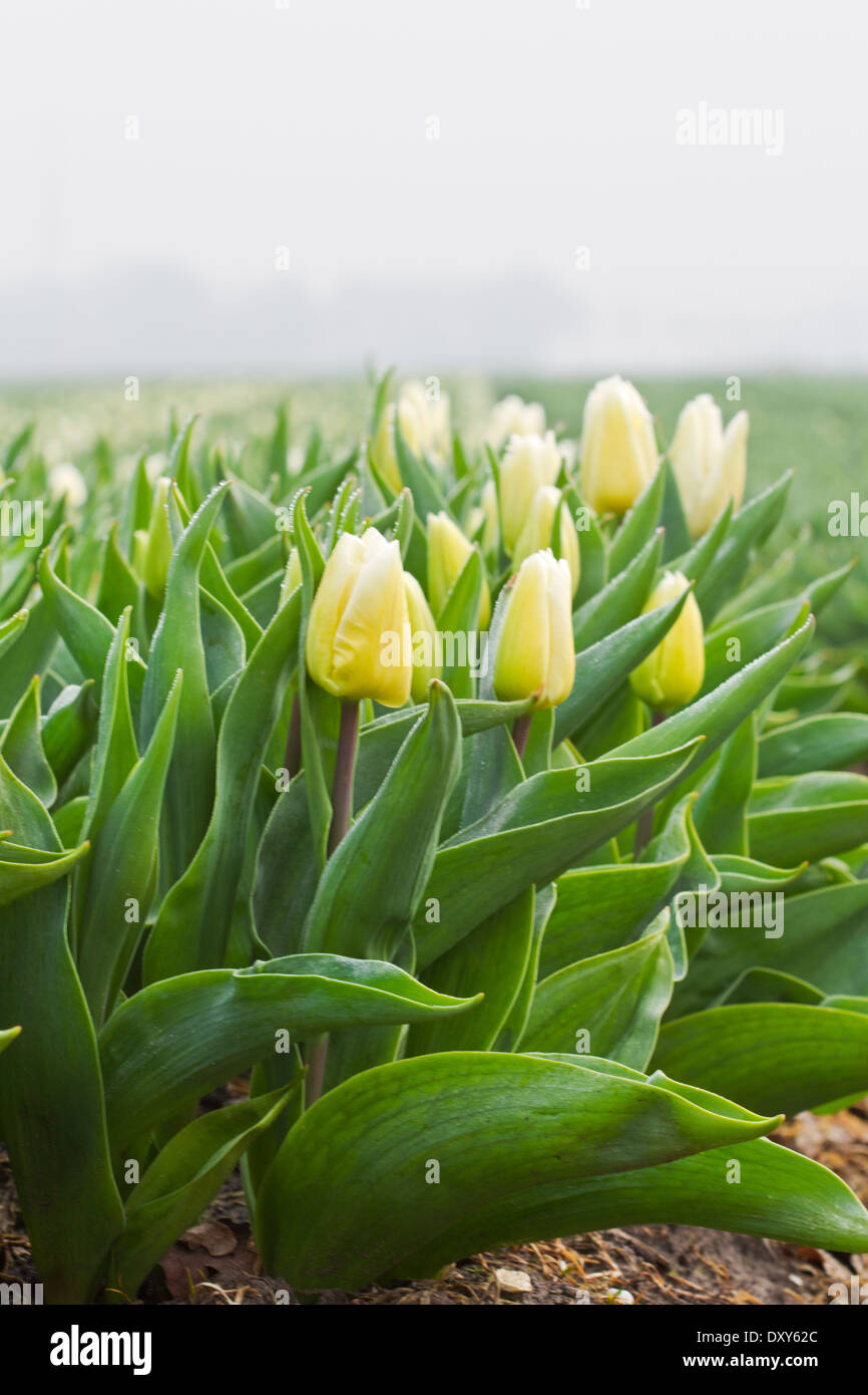 Los tulipanes en horticultura Foto de stock