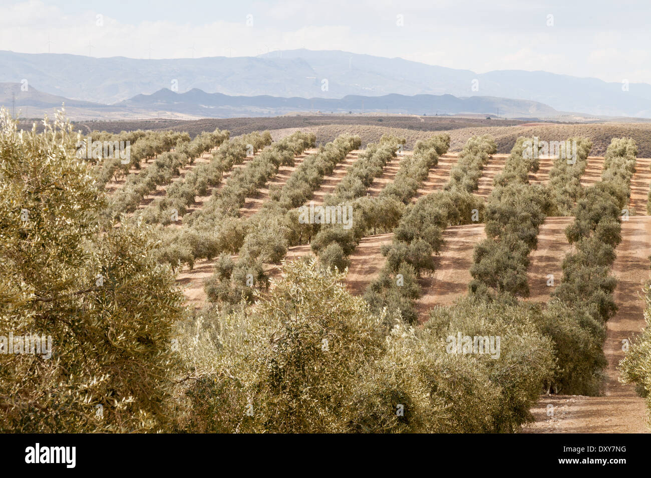 Plantación de olivos en una plantación para la producción de aceite de