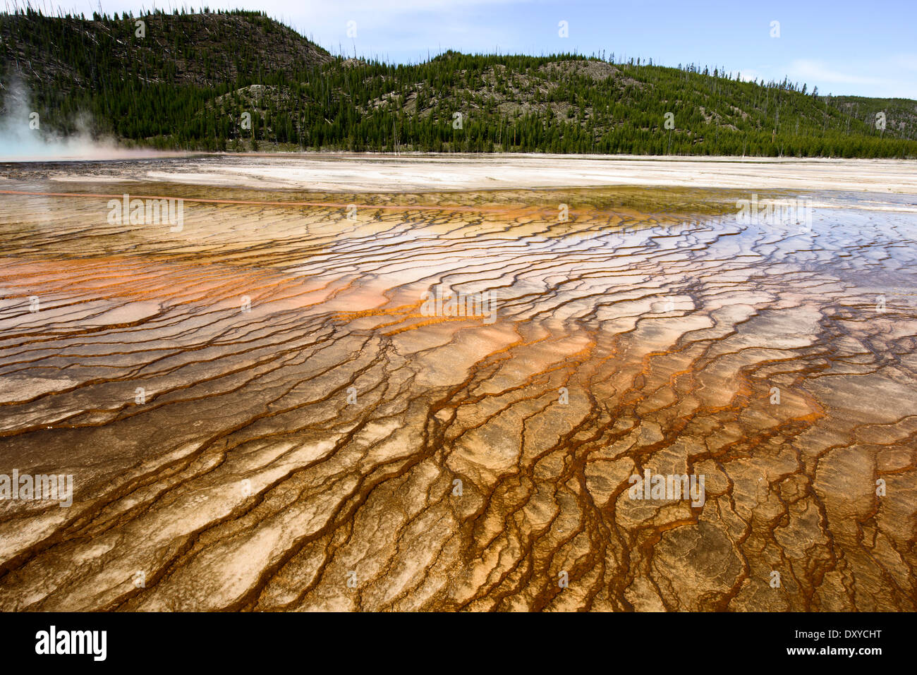 Grand Prismatic Spring, que forma parte de la Cuenca del Géiser de Midway en el Parque Nacional de Yellowstone. Foto de stock