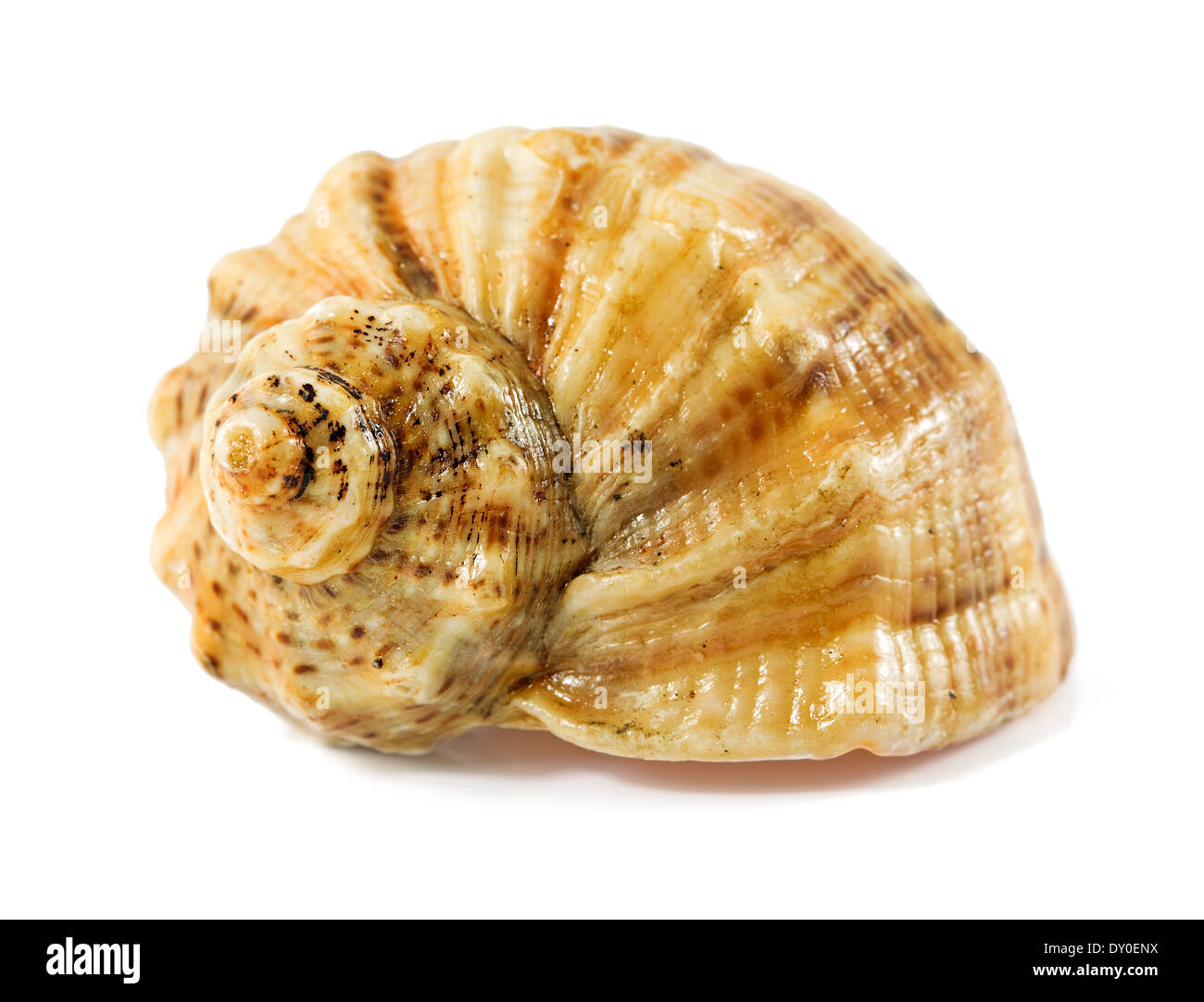 Seashell aislado sobre un fondo blanco. Foto de stock