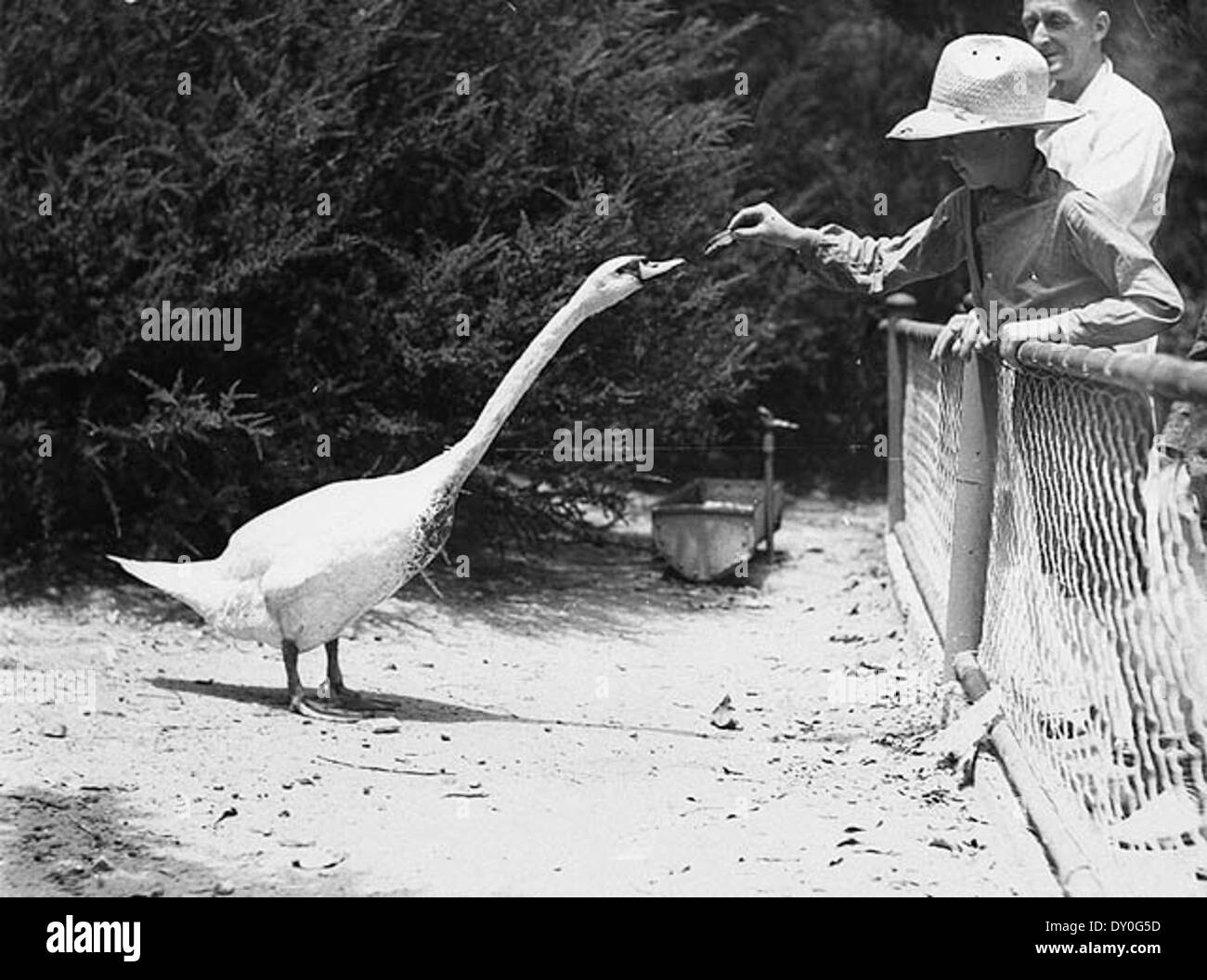 Far West boy alimenta un cisne, Parque Zoológico de Taronga, Sydney, 2 de enero de 1935 / por Ted Hood Foto de stock