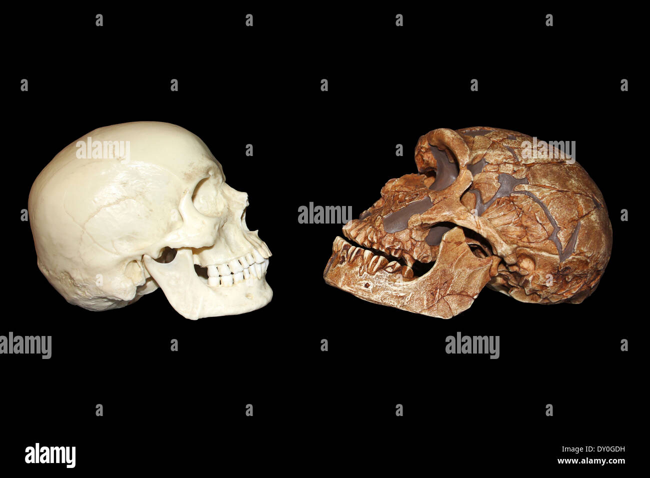Vista lateral del Homo sapiens vs La Ferrassie1 Homo neanderthalensis cráneo Foto de stock