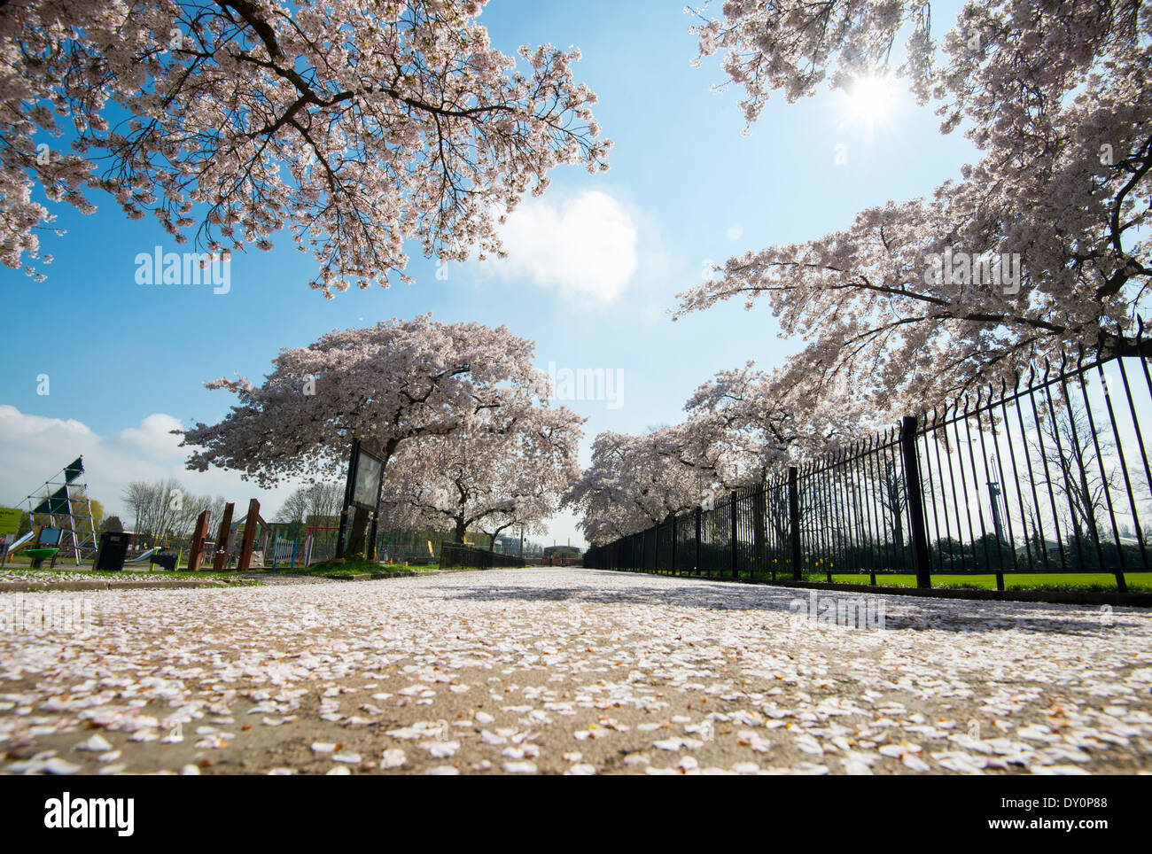 Una alfombra de primavera florecen en Highfields University Park, Nottingham, Inglaterra Foto de stock