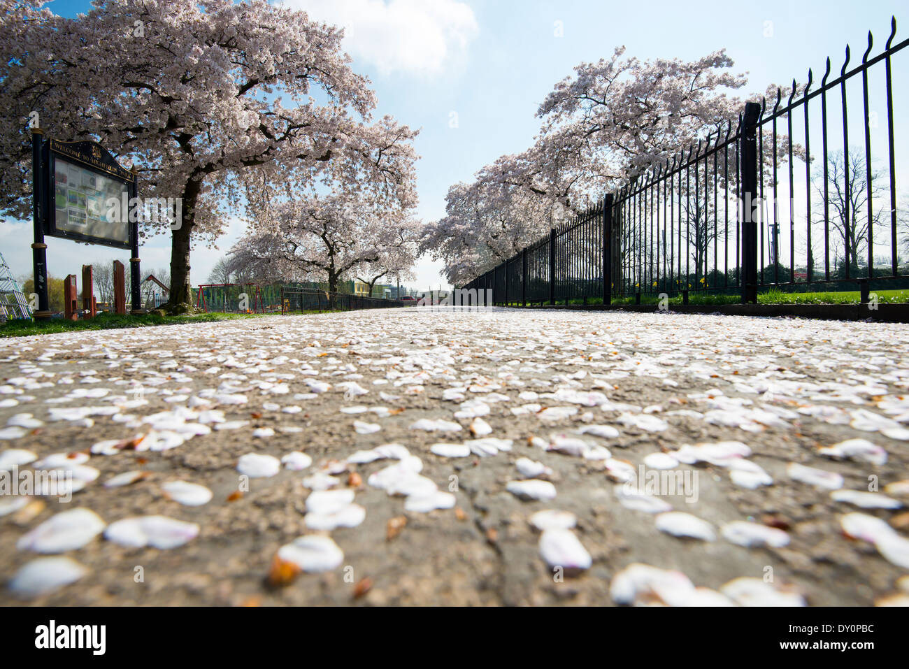 Una alfombra de primavera florecen en Highfields University Park, Nottingham, Inglaterra Foto de stock