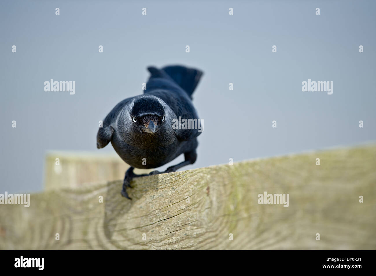 - Un pájaro curioso jackdaw (Corvus monedula) encaramado en una valla, mira de frente a la cámara, hace contacto con los ojos. Foto de stock