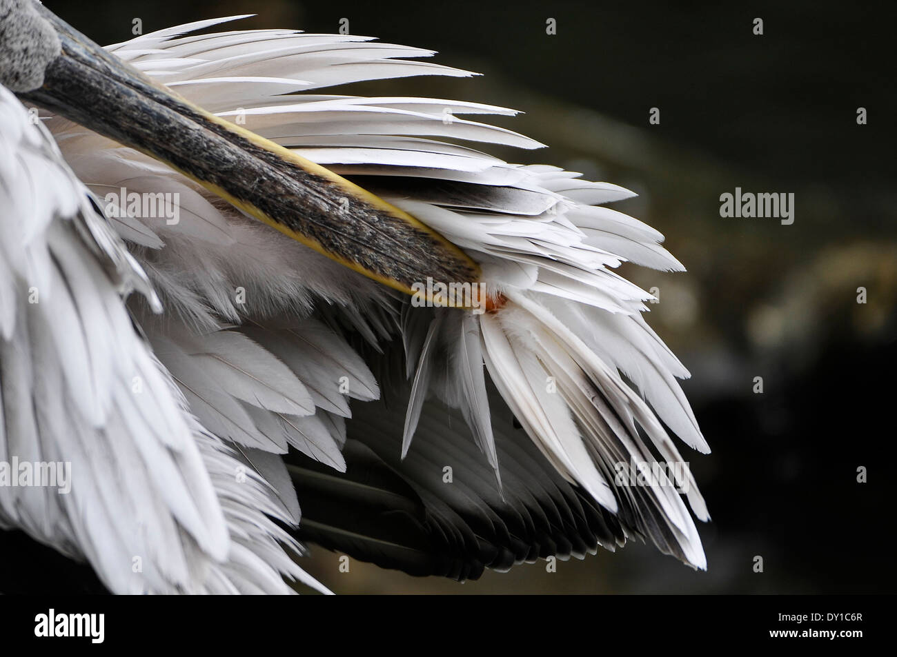 Las plumas, limpieza Pelikan Pelikan reinigt das Gefieder, Foto de stock