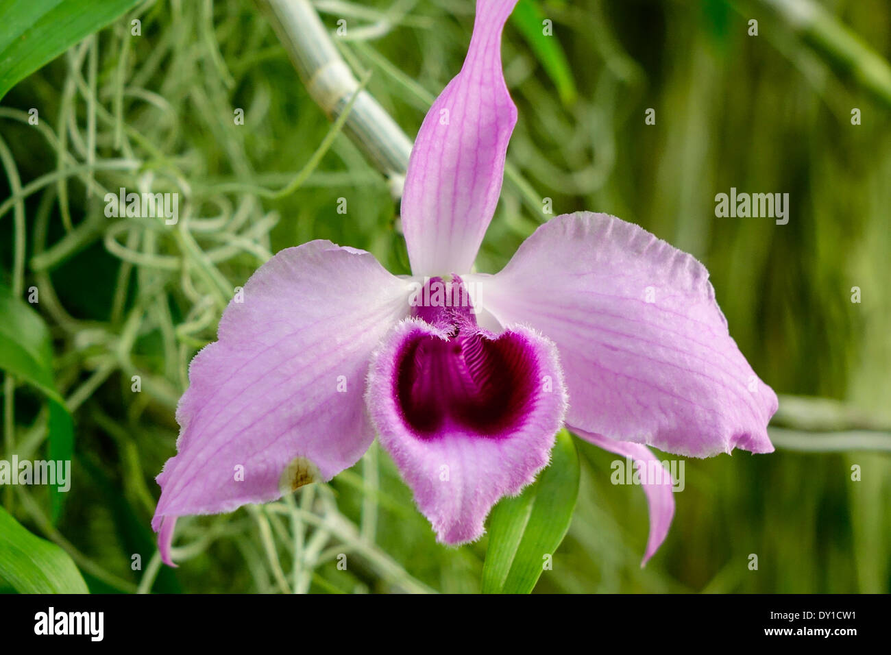 Floración, orquídea tropical (Cattleya Fotografía de stock - Alamy