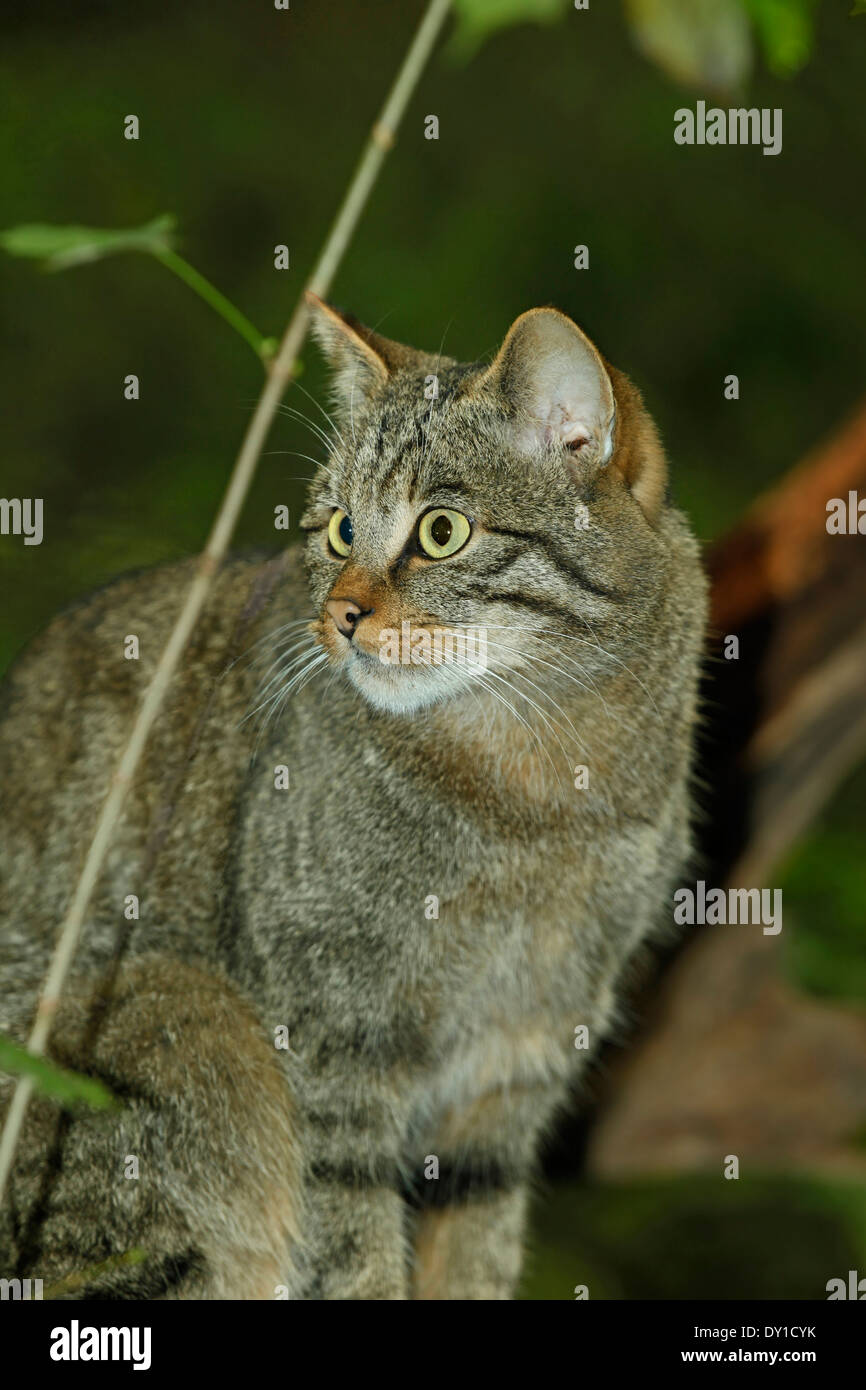 Gato Montés euroasiático (Felis silvestris) Foto de stock