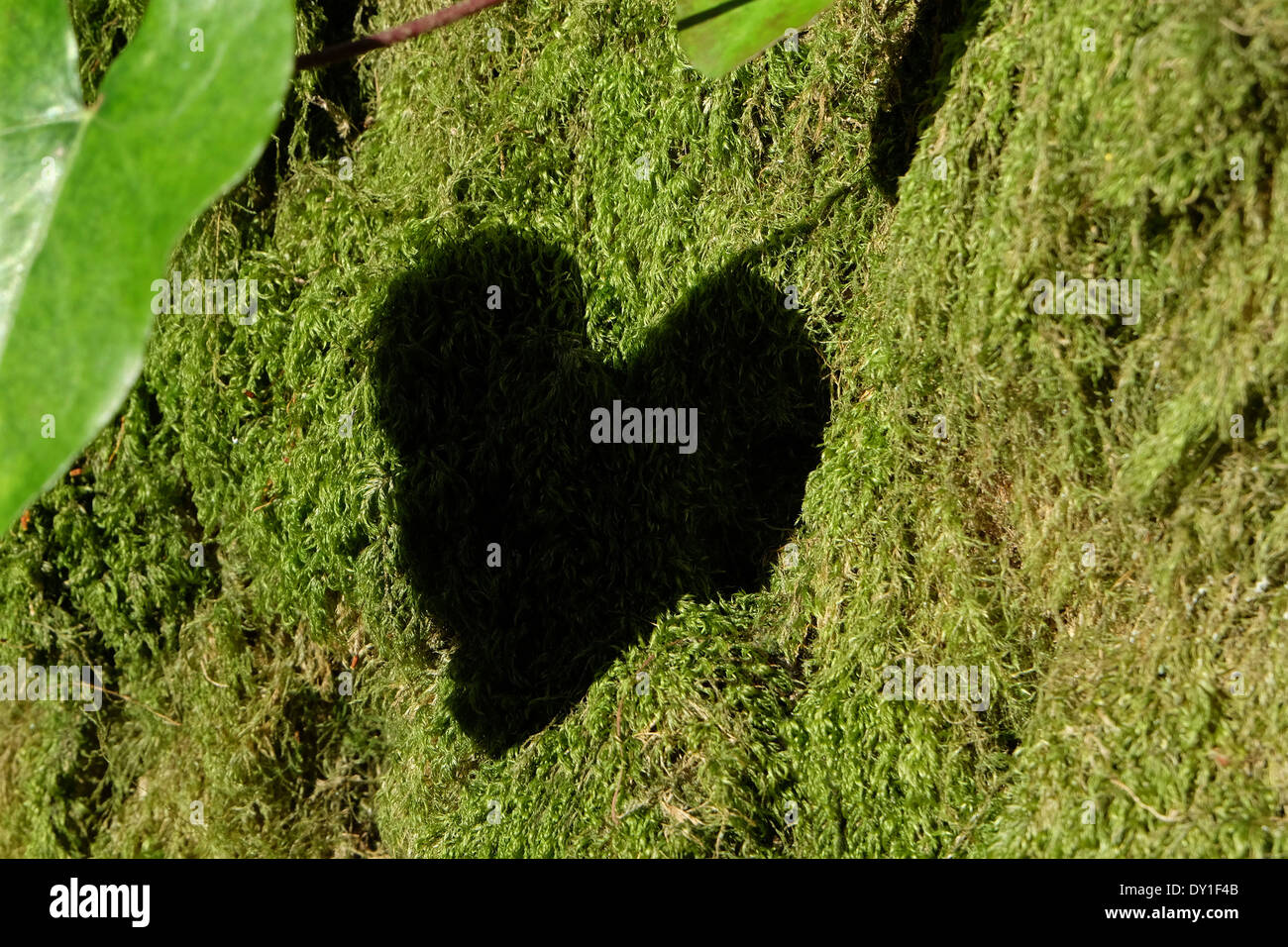 Hojas en forma de corazón sombra sobre troncos de árboles cubiertos de musgo verde Foto de stock