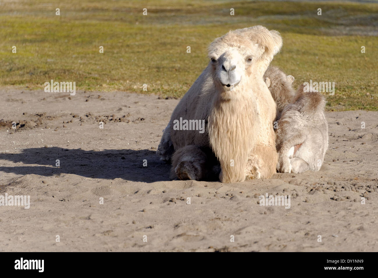 Camello bactriano (Camelus bactrianus) es enorme, incluso-vetado de ungulados nativos de las estepas del Asia Central. Foto de stock