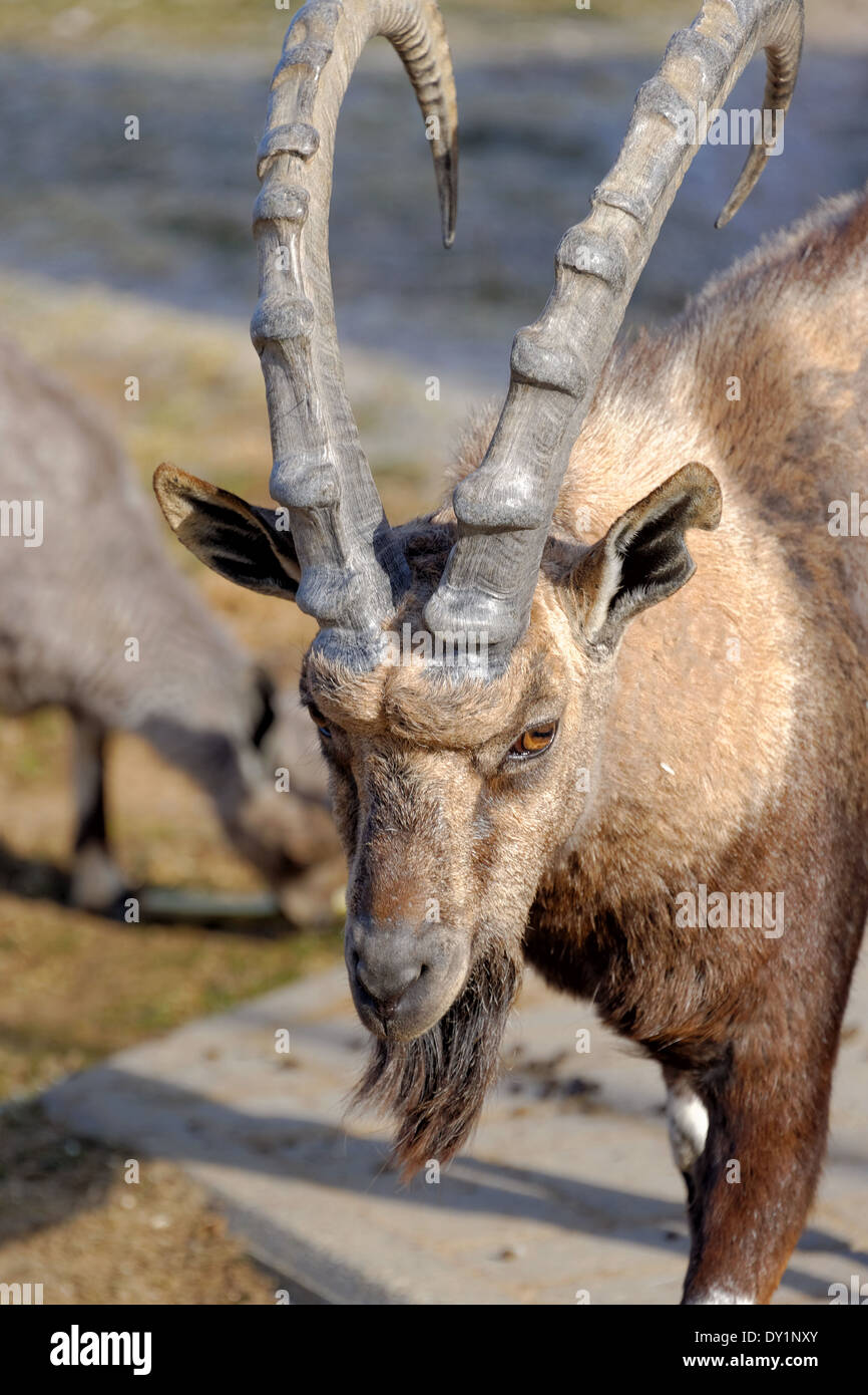 Nubia (Capra ibex nubiana) es una especie de cabra que habitan en el desierto. Foto de stock