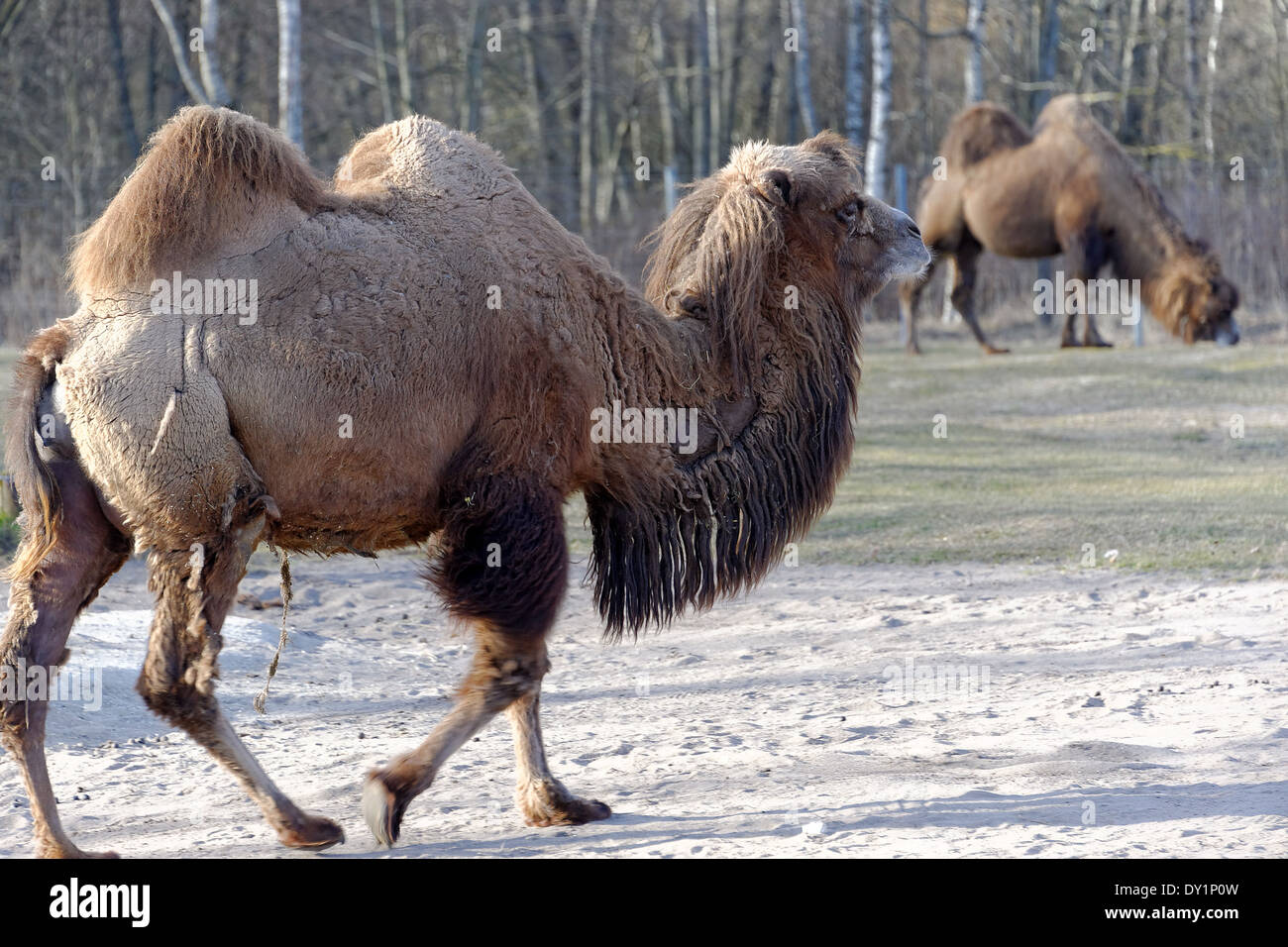 Actrian camello (Camelus bactrianus) es enorme, incluso-vetado de ungulados nativos de las estepas del Asia Central. Foto de stock