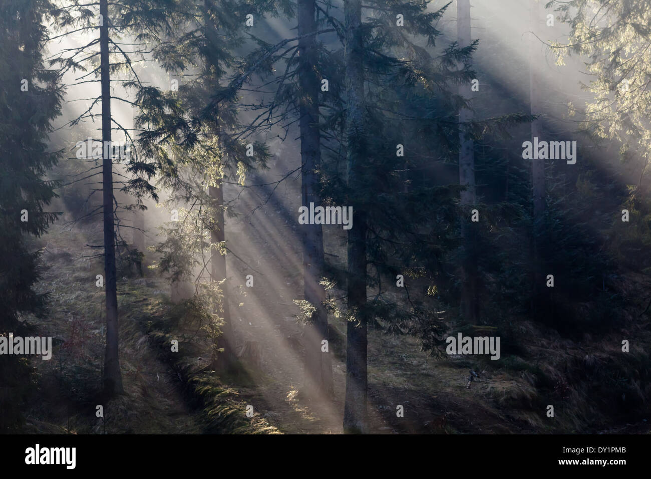 Los rayos de luz en el bosque en Chocholowska valle, las montañas de Tatra, Polonia Foto de stock