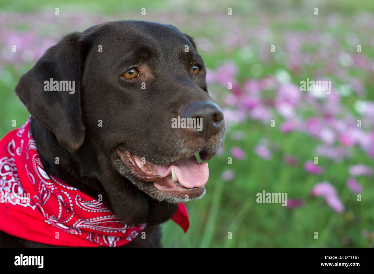 Perro Labrador Retriever chocolate retrato en un campo del cosmos flores con un pañuelo rojo Foto de stock
