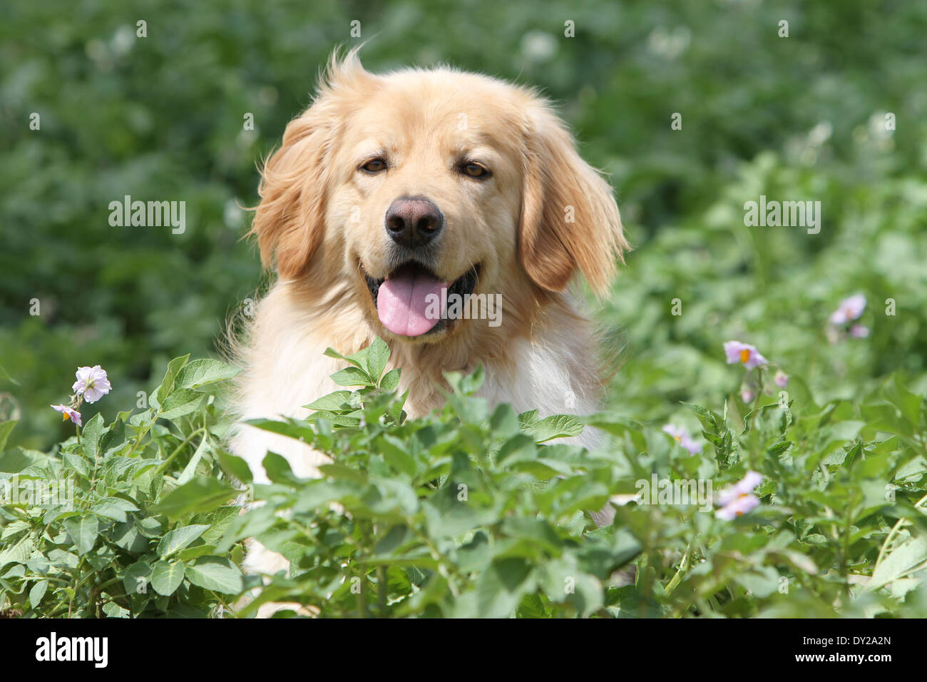 Hovawart perros adultos adultos rubia cara retrato naturaleza atenta sentarse sentado Foto de stock