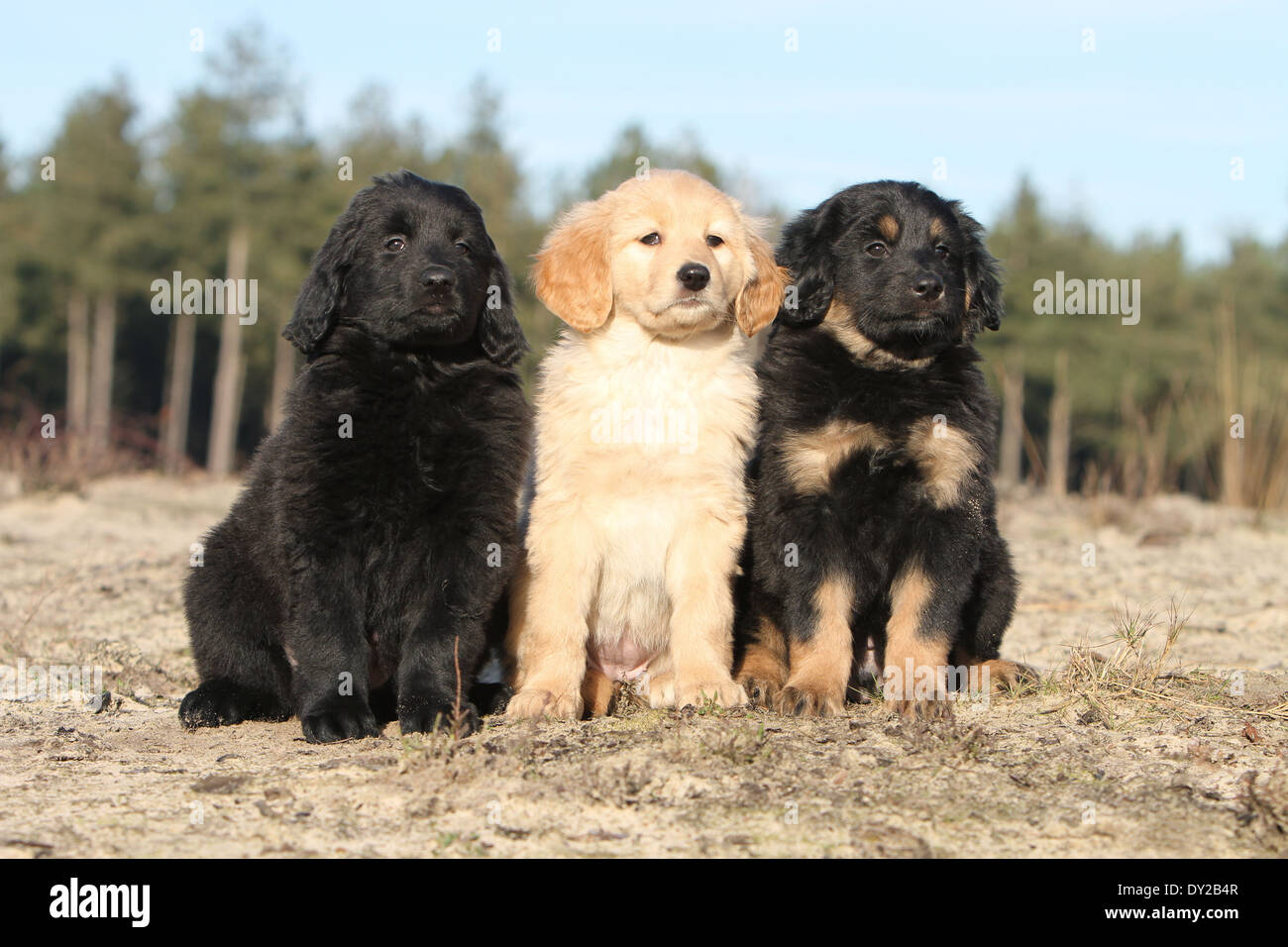 Hovawart tres cachorros de perro cachorro natural emplazamiento Fotografía  de stock - Alamy
