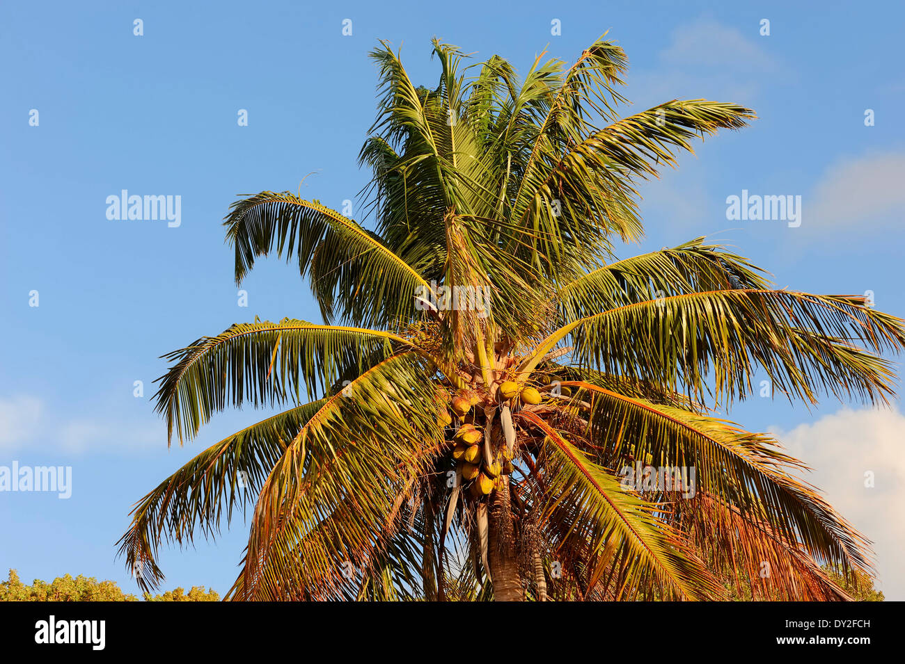 Palma de coco (Cocos nucifera), el coco, el Parque Nacional Everglades, Florida, EE.UU. Foto de stock
