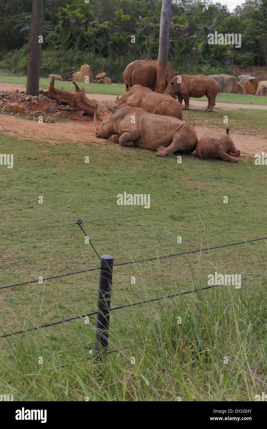 Rinoceronte en cautividad Foto de stock