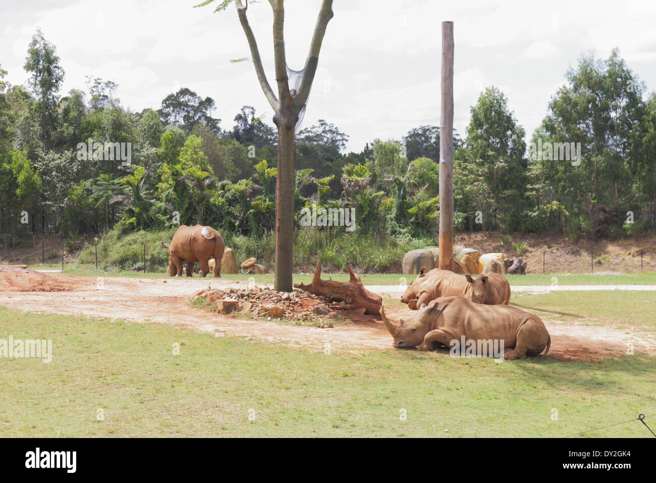 Rinocerontes en el parque zoológico de Australia Foto de stock