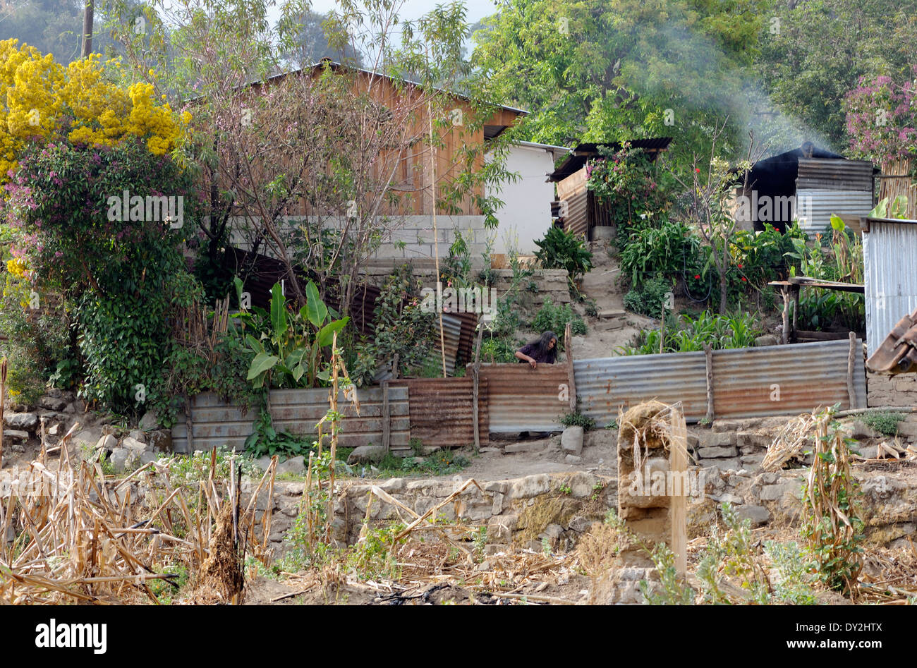 Una casa de pueblo situada junto a un campo de maíz en el estado de Santa Catarina. Santa Catarina Ixtahuacan, Guatemala Foto de stock