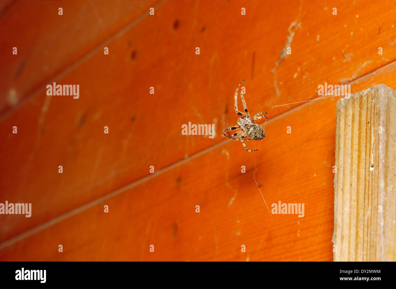 Araña tejedora Orb Tautening su hilo de araña Foto de stock