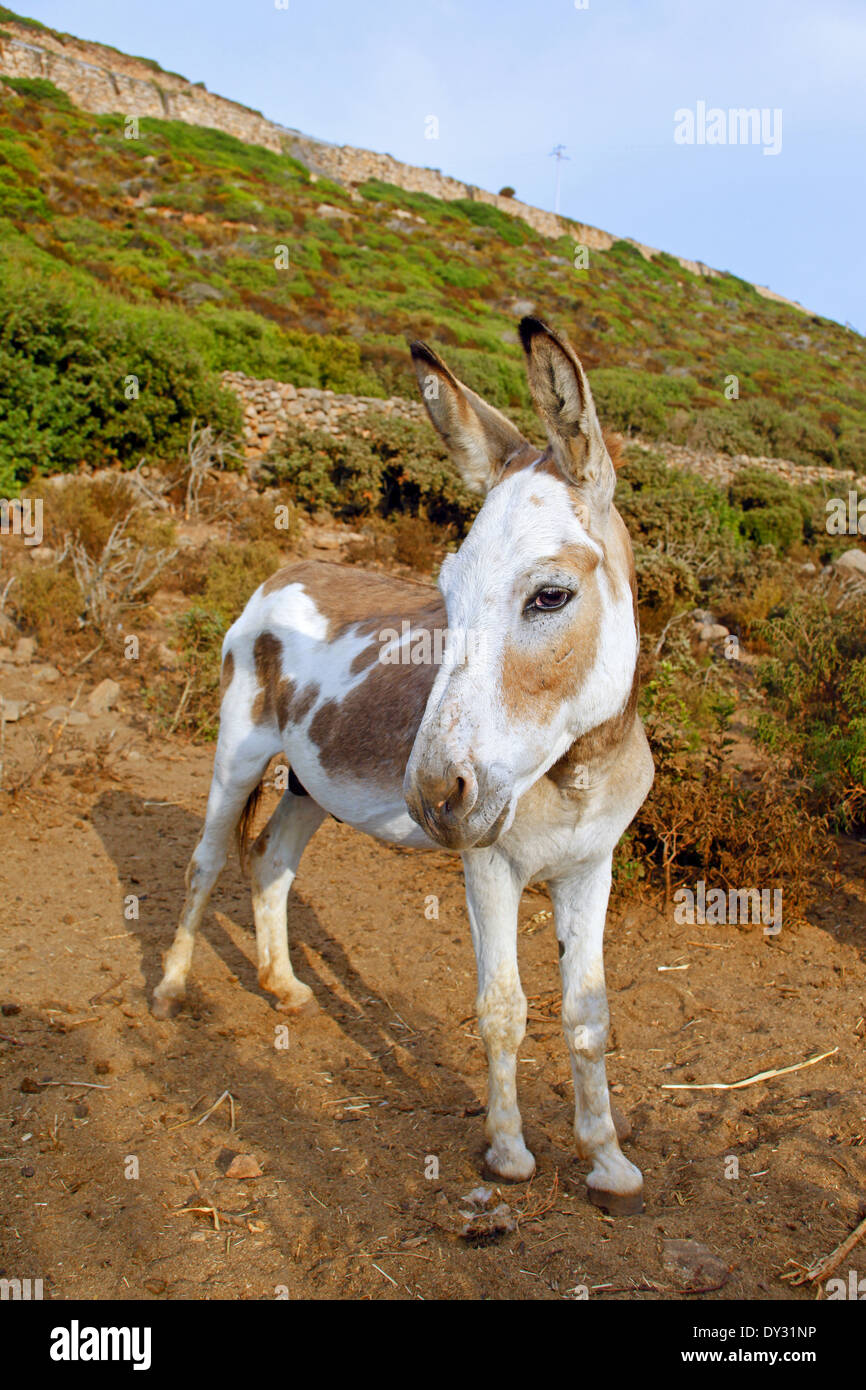 Burro semental raza Dwarf-Sardinian Foto de stock