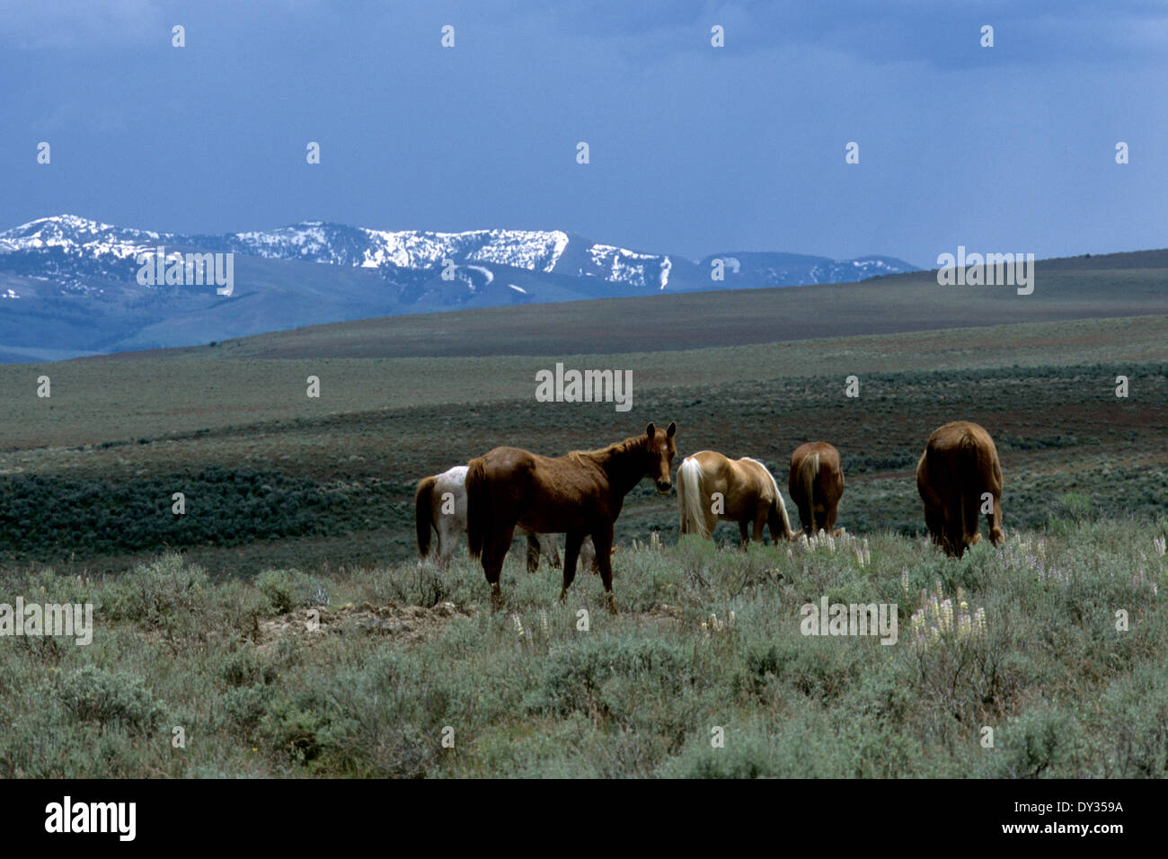 Caballos salvajes en "open range" en el condado de Owyhee, SW Idaho, EE.UU. Foto de stock
