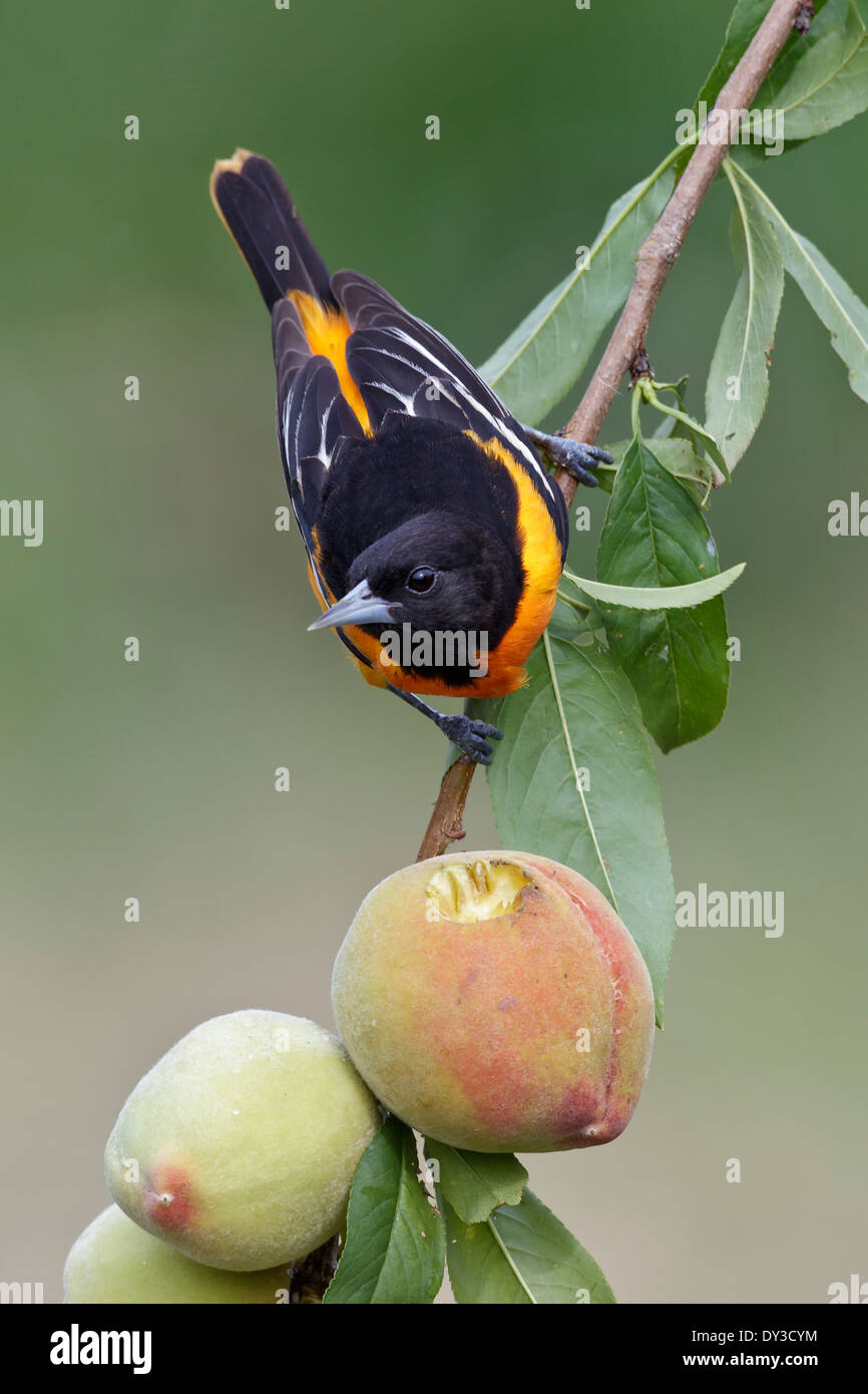 Baltimore oriole - Ictericia galbula - macho adulto Foto de stock
