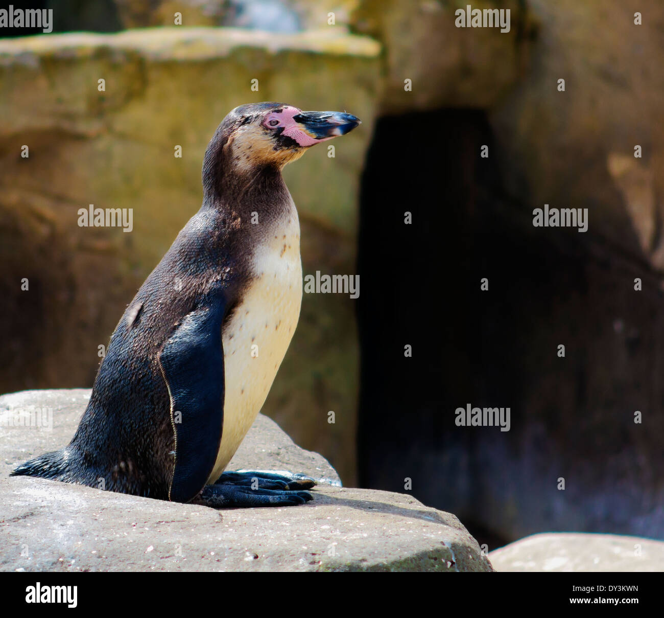 Un pingüino sentado tomando sol en una roca Foto de stock