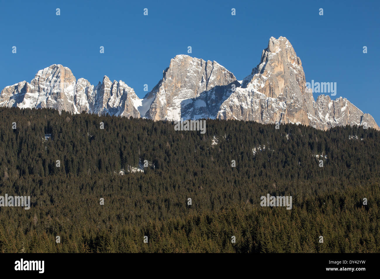 El bosque de Paneveggio con el grupo de montaña Pale di San Martino. Bosque de coníferas (Picea abies). Los Dolomitas Trentino. Alpes Italianos. Europa. Foto de stock