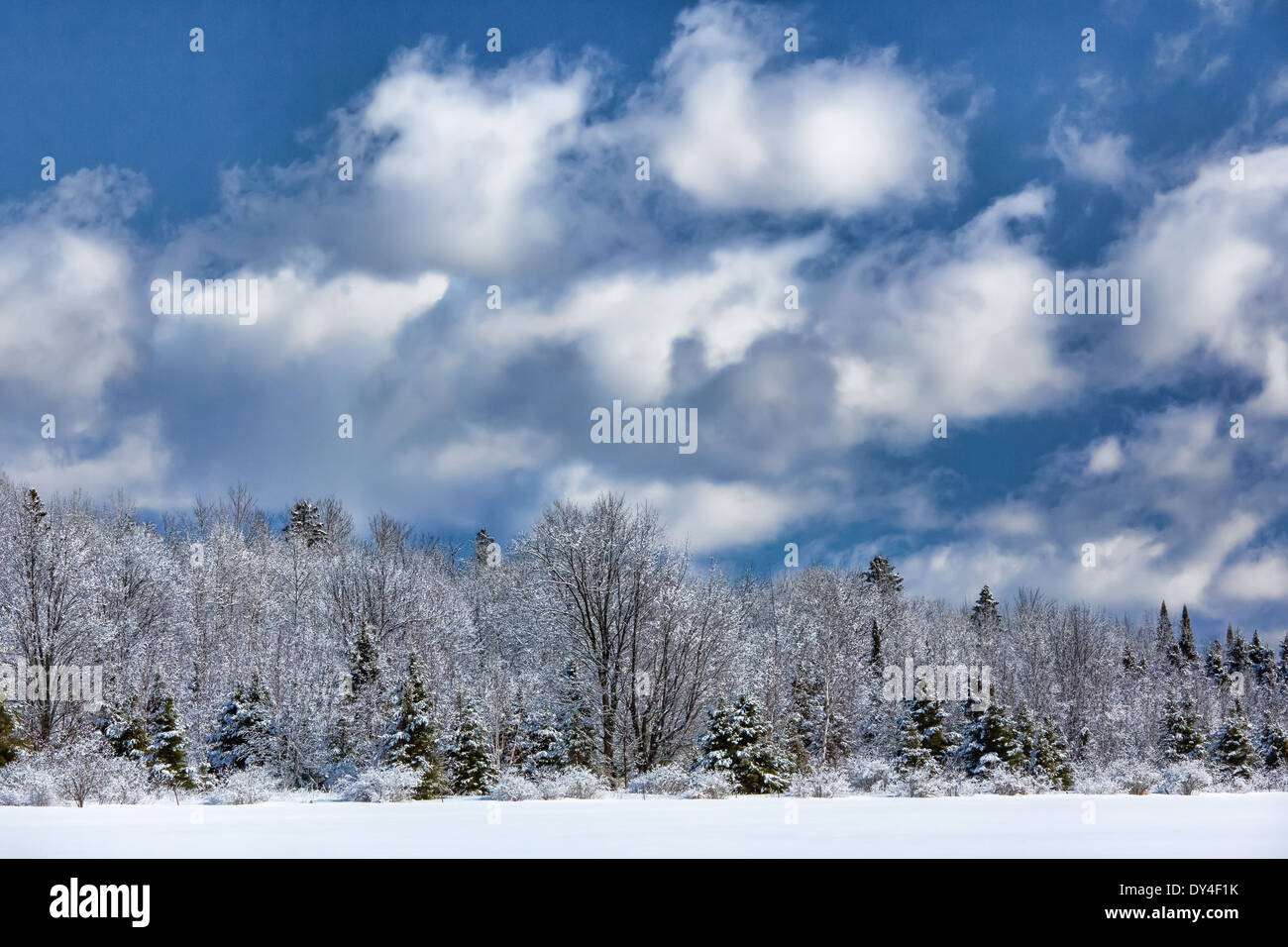 Cielo de invierno y los árboles cubiertos de nieve. Foto de stock