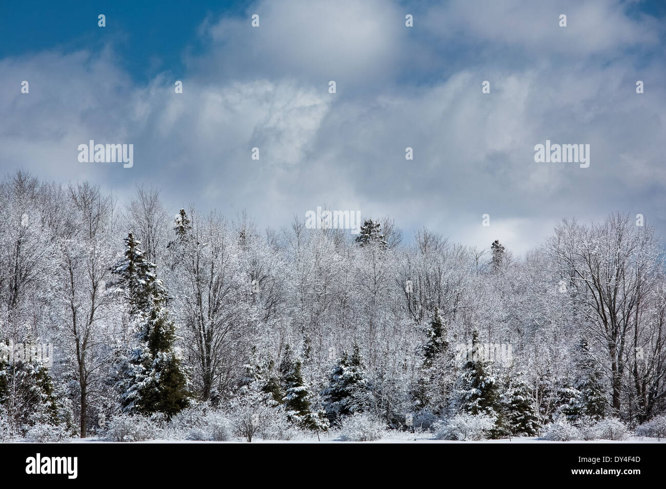 Cielo de invierno y los árboles cubiertos de nieve. Foto de stock