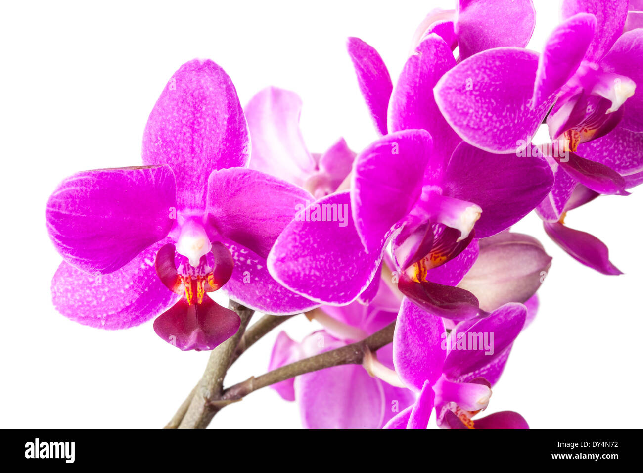 Pequeña orquídea rosa fotografías e imágenes de alta resolución - Alamy