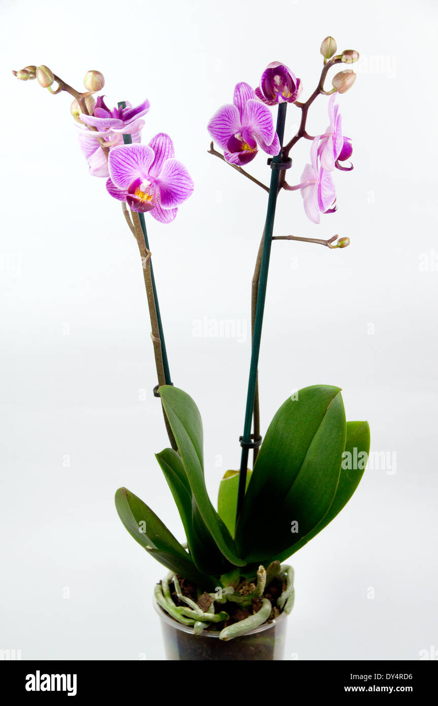 Orquídeas ornamentales. Foto de stock