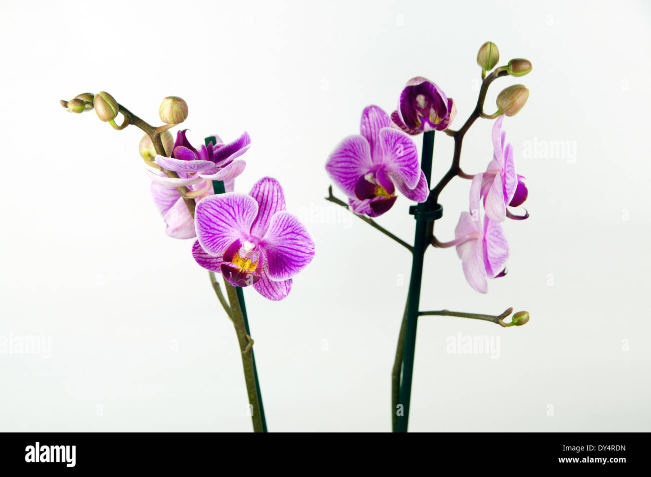 Orquídeas ornamentales. Foto de stock