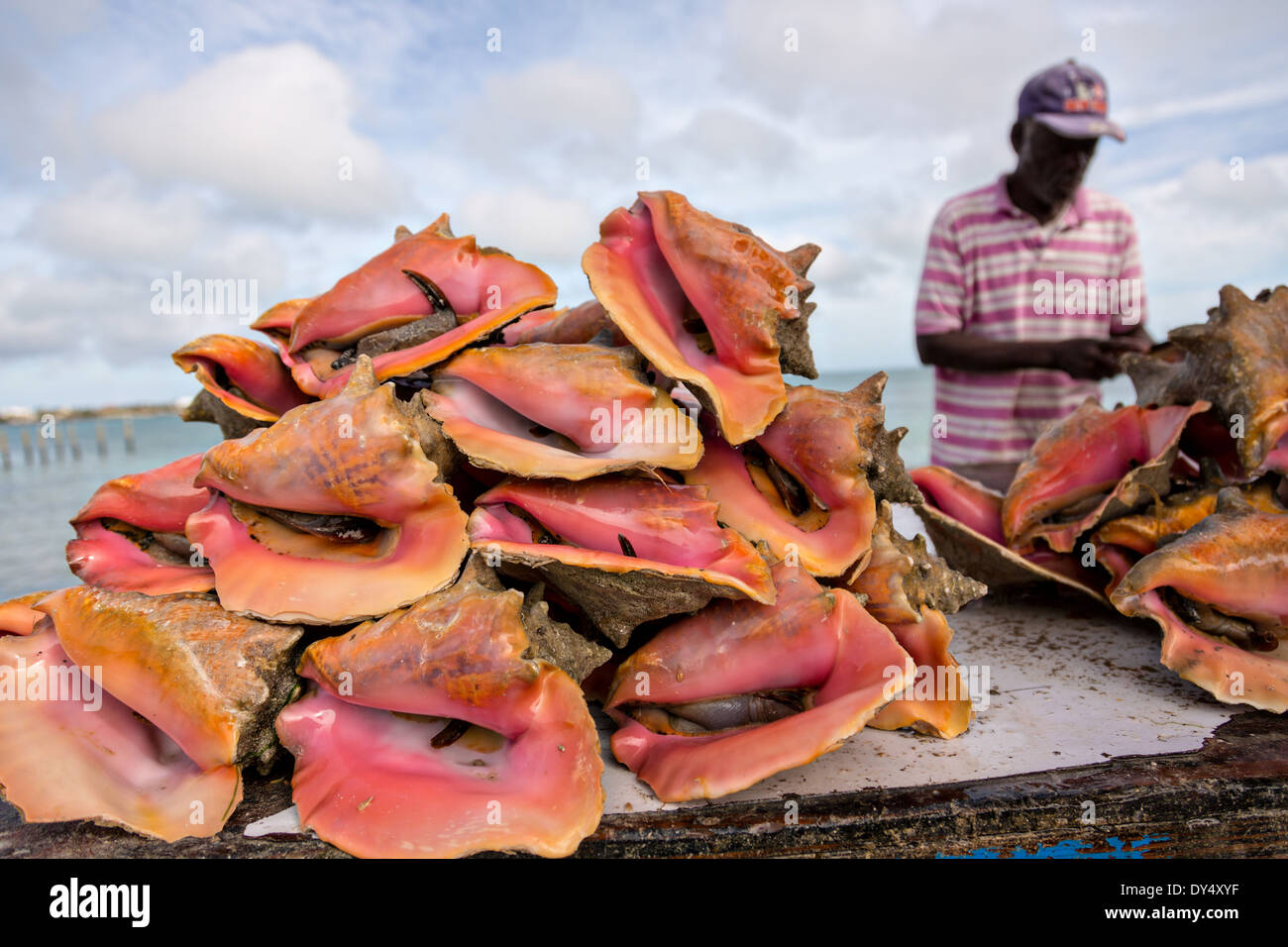 Vivir en concha fresco al mercado del pescado fresco Montagu beach Nassau, Bahamas. Foto de stock
