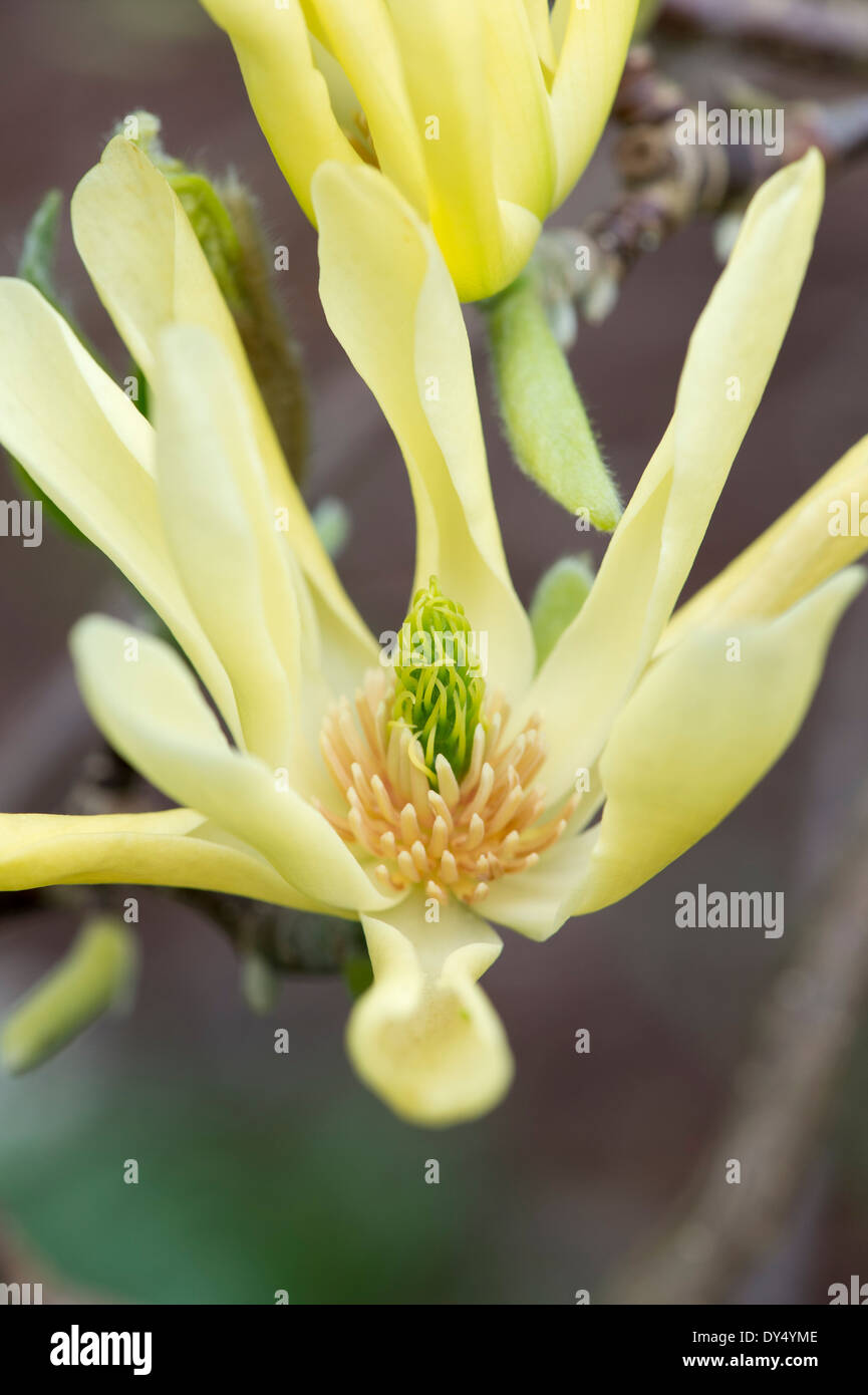 Las mariposas flor magnolia. Foto de stock