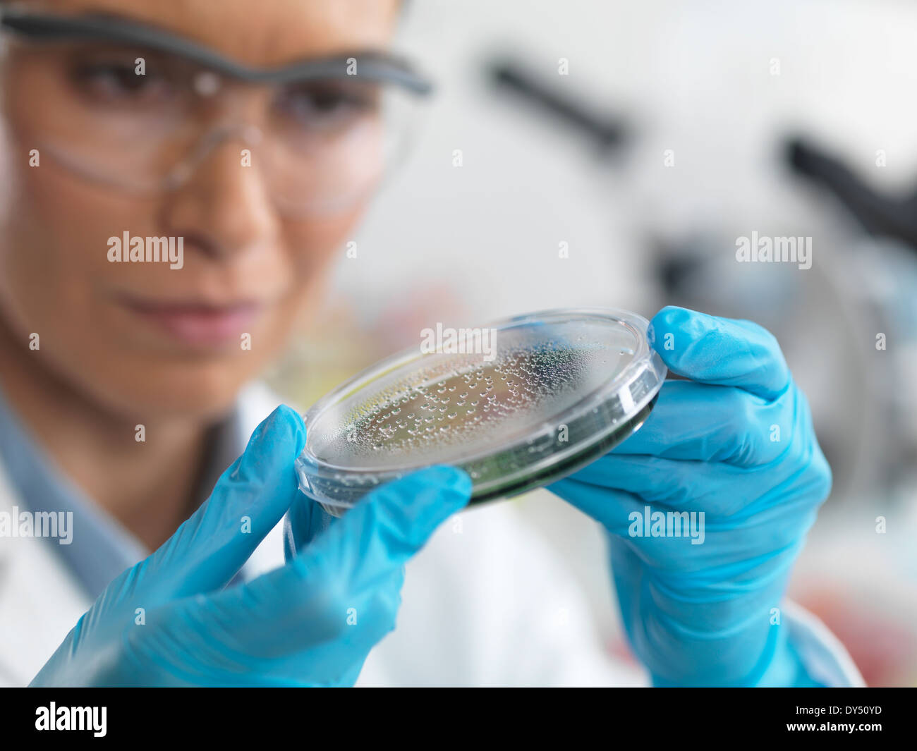 Investigadora examinar microorganismos en la caja de petri Foto de stock