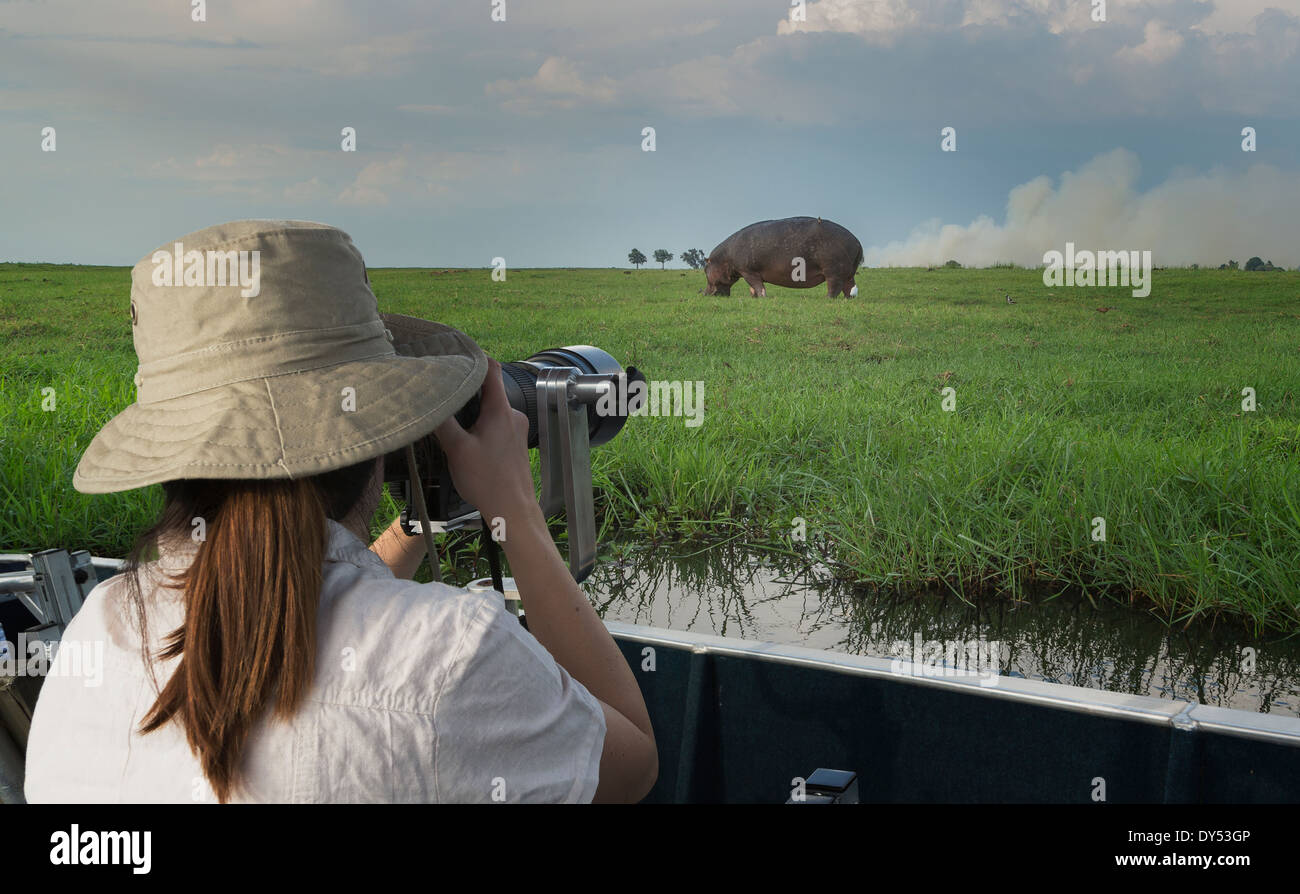 Mujer fotografiando hipopótamos desde camión safari, Kasane, el Parque Nacional Chobe, Botswana, África Foto de stock