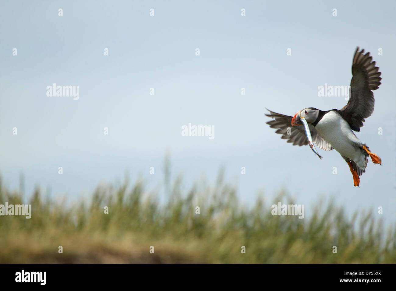 Atlantic Puffin en vuelo con peces en la boca, Islas Farne, Northumberland, Inglaterra Foto de stock