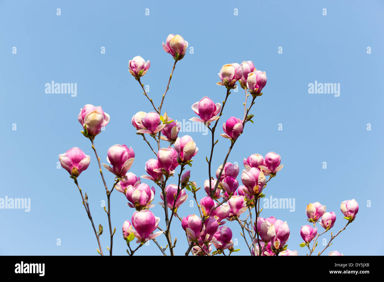 El tiempo de primavera flores contra el cielo azul Foto de stock