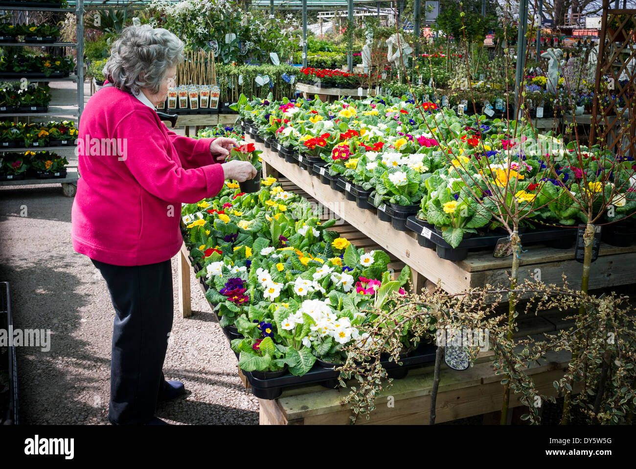 Cliente selecciona prímulas para comprar en el centro de un jardín inglés Foto de stock